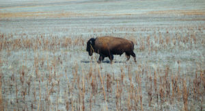 buffalo